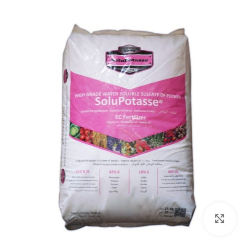 سولو پتاس تسندرلو بلژیک